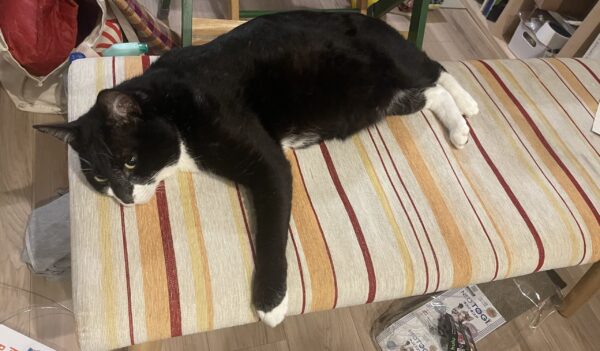 多頭飼いで先住猫が直面したストレスと対処法 オギーのねことふくしブログ 多頭飼いで先住猫が直面したストレスと対処法 オギーのねことふくしブログ